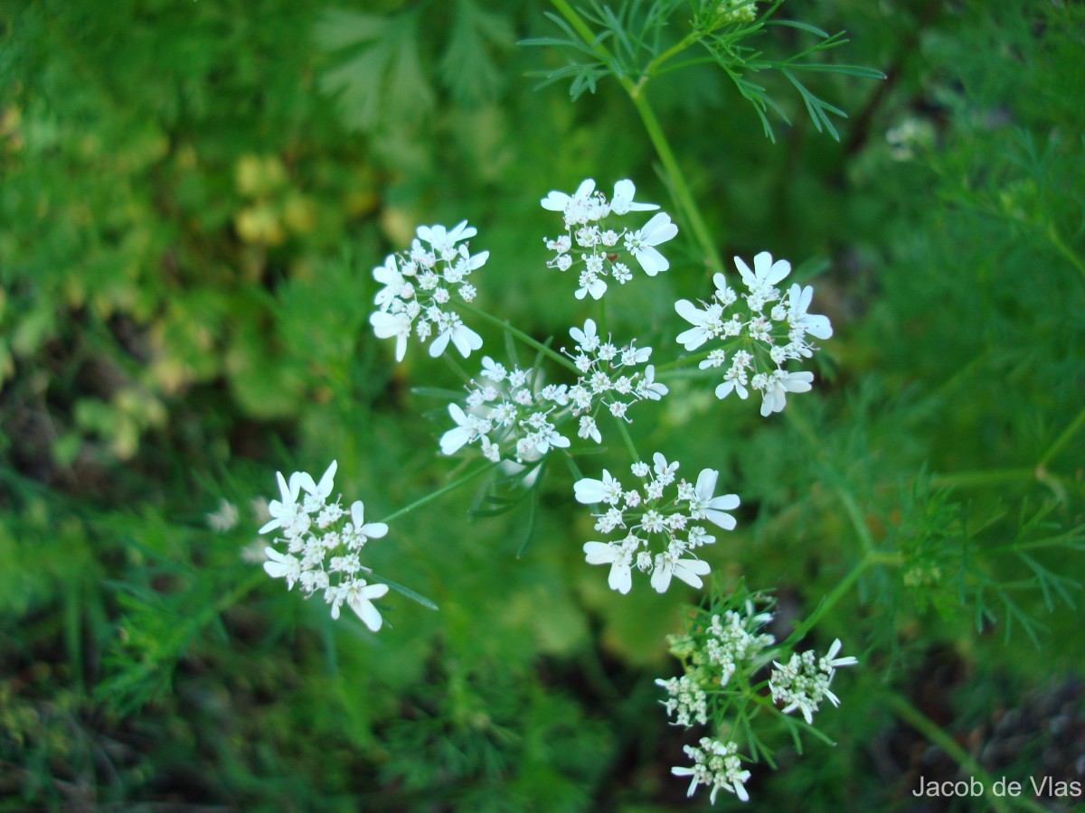 Coriandrum sativum L.